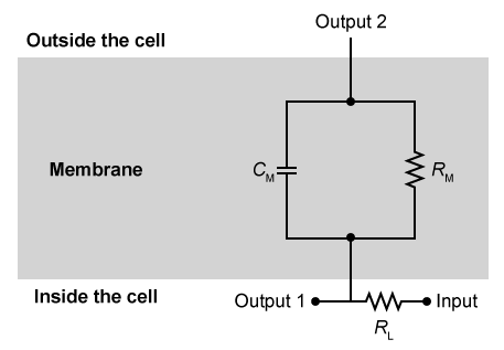 Passage Cable theory is a mathematical model used to calculate currents and voltages along and across axon membranes.  The model treats small sections of the membrane as the resistor-capacitor circuit shown in Figure 1.  An electric neuronal signal enters the circuit through the input node.  A portion of the signal remains inside the axon and continues to the next section of membrane via Output 1, and the rest of the signal exits to the extracellular fluid via Output 2.    <strong>Figure 1</strong>  Circuit unit used to model axon membranesResearchers studied cable theory by recreating the circuit in Figure 1 using a 2 μF capacitor for C<sub>M</sub>, a 200 Ω resistor for R<sub>M</sub>, and a 1,000 Ω resistor for R<sub>L</sub>.  The researchers sent an electrical signal through the input and discovered that the capacitor acted as a resistor whose resistance varied with the signal's frequency, as shown in Figure 2.    <strong>Figure 2</strong>  Capacitor equivalent resistance vs. signal frequency for C<sub>M</sub> Adapted from Tuckwell H, Introduction to Theoretical Neurobiology 2006 SIAM. -A voltmeter is placed across R<sub>L</sub>.  If a charge of 0.1 C flows into the input node every 2 s, what will be the reading on the voltmeter? A) 0 V B) 50 V C) 100 V D) 200 V