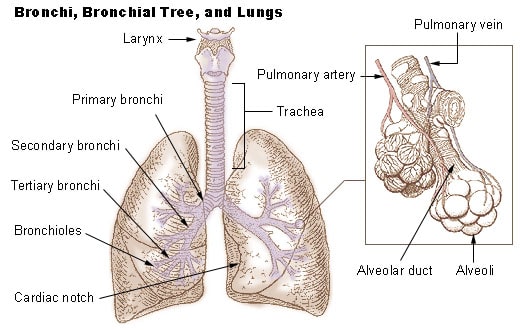 &nbsp;Trachea, bronchi, bronchioles The trachea&nbsp;is the largest airway of the lower respiratory system and is composed of a single tube. It splits into two smaller tubes, a left and right bronchi. These bronchi further split into small bronchioles. You may use the diagram below as a visual reference for the respiratory passageways.  