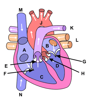 Using the provided image, choose the anatomical structure designated by letter J.   A) Pulmonary Artery B) Pulmonary Vein C) Aorta D) Superior Vena cava