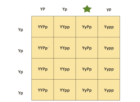 In rabbits, short fur (Y)  is dominant over long fur (y)  and grey fur (P)  is dominant over brown fur (p) . The offspring are crossed and the following Punnett square is generated.   Which of the following is the correct genotype marked with the green star? A) yp B) Yp C) yP D) YP