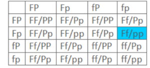 In the following dihybrid cross in pea plants, the F allele codes for full pods, f codes for constricted pods, the P allele codes for purple flowers, and the p allele codes for white flowers. What is the phenotype of the highlighted box, and what is the predicted frequency of this phenotype?   A) Full pods/purple flowers; 1/16 B) Full pods/white flowers; 3/16 C) Constricted pods/white flowers; 9/16 D) Constricted pods/purple flowers; 3/16