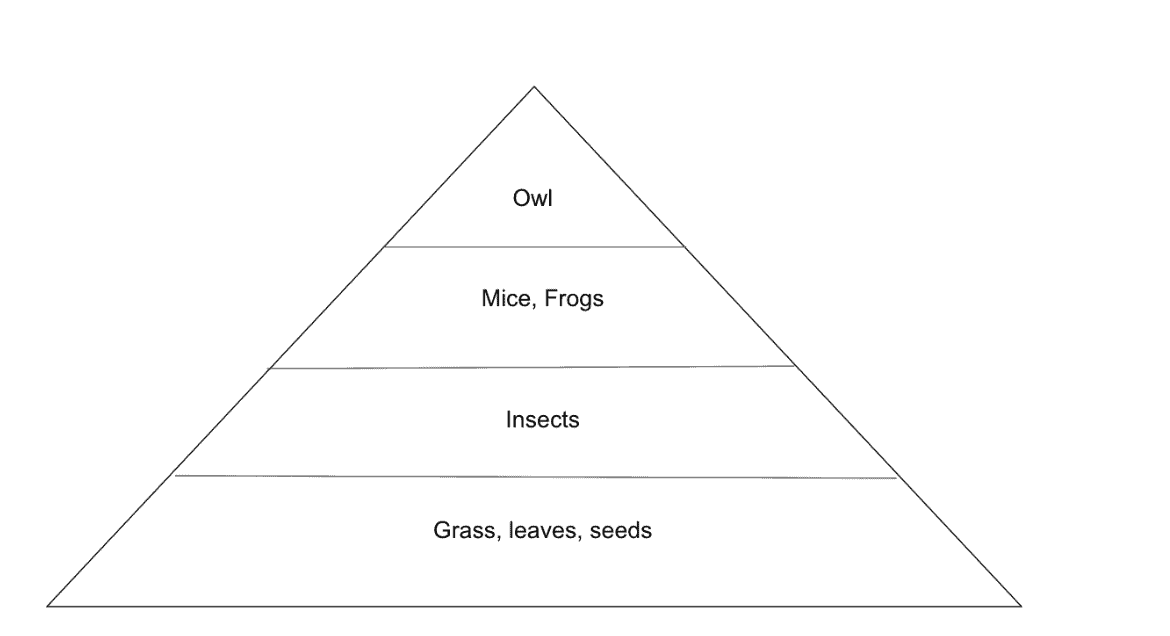 The area of each section in the figure below represents the relative numbers of each species in a forest. Based on the figure, which statement is true?   A) There are more owls than insects. B) There are more owls than any other group. C) There are more mice and frogs and grass, leaves, and seeds. D) There are more insects than owls.