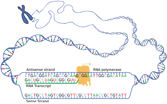&nbsp;synthesizing&nbsp;mRNA&nbsp;from&nbsp;DNA Transcription&nbsp;is&nbsp;when&nbsp;the&nbsp;DNA&nbsp;in&nbsp;a&nbsp;gene&nbsp;is&nbsp;copied&nbsp;to&nbsp;produce&nbsp;an&nbsp;RNA transcript called messenger RNA (mRNA). Transcription is carried out by an enzyme called RNA polymerase which uses available bases from the nucleus of the cell to form the mRNA. RNA is a chemical similar in structure and properties to DNA, but it only has a single strand of bases and instead of the base thymine, RNA has a base called uracil. You may use the diagram below as a visual for the process of synthesizing mRNA from DNA.  