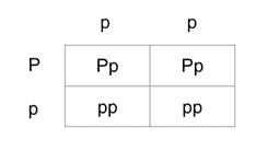 Punnett square By using a diagram called a&nbsp;Punnett&nbsp;square, it is possible to predict genotypes and phenotypes of the offspring of sexual reproduction.&nbsp; For every trait expressed in a sexually reproducing organism, there are at least two alternative versions of a gene, called alleles. In a Punnett square, alleles are placed one per column for one gene and one per row for the other gene. The Punnett square can be used to cross any number of different traits simultaneously. A probability&nbsp;of&nbsp;phenotypes that&nbsp;will&nbsp;be&nbsp;produced&nbsp;can&nbsp;be&nbsp;determined. In the example Punnett Square below, the two parents have genotypes PP and Pp. 50% of their offspring will have the dominant feature, while 50% will have the recessive.  
