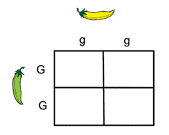 Predict the proportions of the produced genotypes for the following Punnett square:   A) 100% gg B) 100% GG C) 100% Gg D) 50% Gg and 50% gg