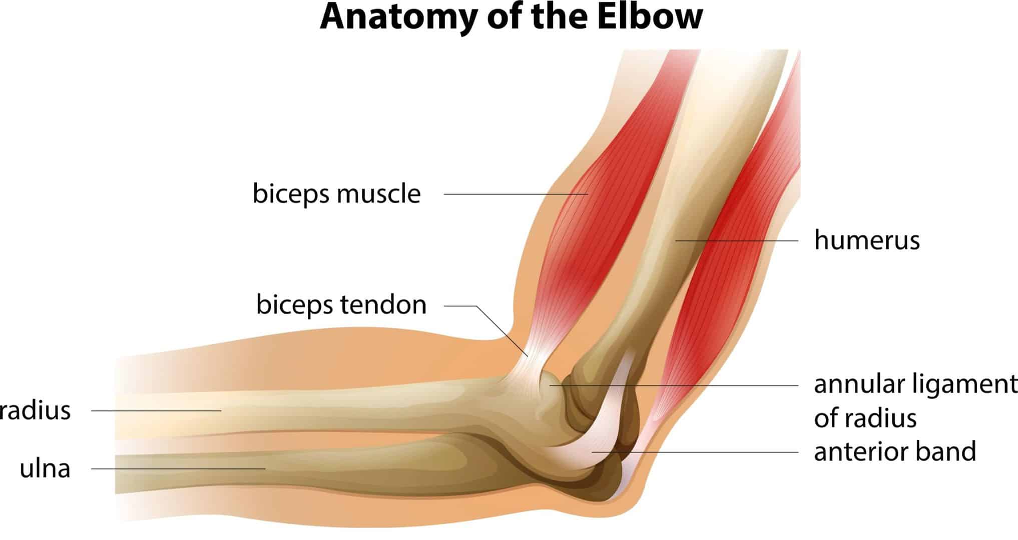 Ligament A sprain is a stretched or torn ligament. Ligaments are bands of fibrous tissue that connect bones to bones at your joints. A strain is also a stretch or tear, but it happens in a muscle or a tendon. A tendon is a band of fibrous tissue that connect muscles to bones. A&nbsp;fibrous joint is a joint connected by dense connective tissue consisting mainly of collagen. Fibrous joints are also called fixed or immovable joints because they do not move (unlike synovial joints, which are freely mobile). Fibrous joints have no joint cavity and are connected via fibrous connective tissue. The sutures that connect the bones in your skull are an example of fibrous joints. See the diagram of the anatomy of the elbow below. Note the biceps tendon connecting the biceps muscle to the radius (bone). Also note the anterior band (ligament) connecting the radius (bone) to humerus (bone).&nbsp;  