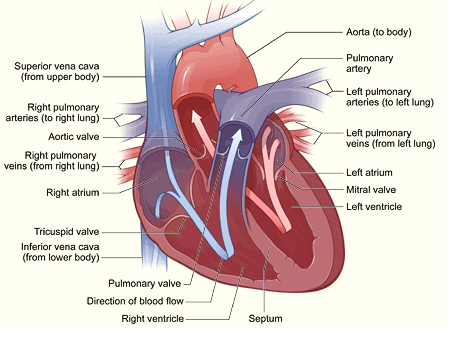 Left ventricle, aorta, systemic circuit, vena cava, right atrium, right ventricle, lungs, left atrium The pathway of blood through the circulatory system is comprised of 8 steps. 4 steps happen in the right side of the heart and 4 steps happen in the left. Right Side of the Heart The goal of the right side of the heart is to pump un-oxygenated blood (the blood that your body has used) into the lungs so that the blood can be re-supplied with oxygen. It happens in this order: The un-oxygenated blood&nbsp;is collected by the vena cava, where the superior vena cava (SVC) collects blood from the upper extremities, and the inferior vena cava (IVC) collects blood from the lower extremities. The vena cava then delivers the un-oxygenated blood directly into the right atrium. The blood is then squeezed through the&nbsp;tricuspid valve and into the right ventricle. Then the blood is squeezed through the pulmonic valve and shot up through the pulmonary artery and into&nbsp;the lungs to be re-oxygenated. Left Side of the Heart The goal of the left side of the heart is to pump the re-oxygenated blood from the lungs into the rest of the body so oxygen can be delivered to the other organs and tissues. The re-oxygenated blood leaves the lungs through the pulmonary vein and goes back into the left atrium. The blood is then squeezed through the bicuspid (mitral) valve&nbsp;into the left ventricle. From there, the blood is ejected out through the aortic valve and through the aorta, which is the large artery leaving the heart. Blood is then distributed throughout the body (i.e. systemic circuit). Note that this is a circuit. Thus, the correct answer does not necessarily have to start at the first step and end at the last. The diagram below shows the right side of the heart in blue&nbsp;and the left side of the heart in red.  
