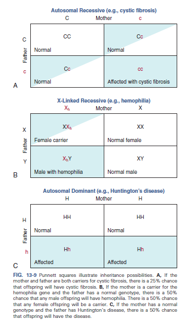 Situation  A 30-year-old woman informs you that she is 3 months' pregnant. She has two children with her current husband. This pregnancy was unplanned, and her youngest child has cystic fibrosis (CF). She expresses concern regarding the possibility of having another child with CF. She mentions that she would like to have genetic testing on her fetus. Her husband asks you what the likelihood is of having another child with CF. Ethical/Legal Points for Consideration  • With genetic testing, the patient and her family can find out whether their child will have CF. The woman and her husband can then make an informed decision. • Genetic counseling is recommended before and after obtaining genetic testing because of the complexity of the information and the\ emotional issues involved with implications and options. • Knowing that CF is an autosomal recessive condition, you can use Punnett squares (see Fig. 13-9) or a family pedigree (see Figs. 13-4 and 13-5) to show the woman and her husband the probability of having another child with CF. 1. What information would you give the patient and her husband regarding genetic testing in order for them to make an informed decision  2. What options are available for this couple  3. How would you assist this couple as they are considering terminating the pregnancy if the results of the genetic testing reveal that the fetus will have CF  Reference 1:     Reference 2:       