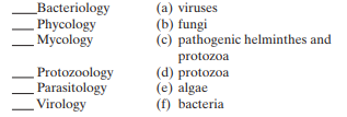 Match the following terms to the appropriate microbial group