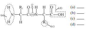 What is the chemical nature of this compound? Identify each of the circled parts of the molecule.