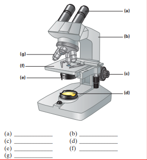 Label the parts of the compound microscope (a) through (g) and indicate their function.