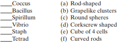 Match the following bacterial morphology designations with their description: