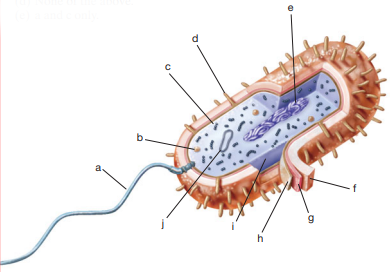 For each of the lettered regions identified on this figure, give its name and function.    (a) __________________________ (b) __________________________ (c) __________________________ (d) __________________________ (e) __________________________ (f) __________________________ (g) __________________________ (h) __________________________ (i) __________________________ (j) __________________________