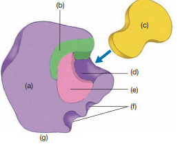 Label parts (a) through (g) of this enzyme.
