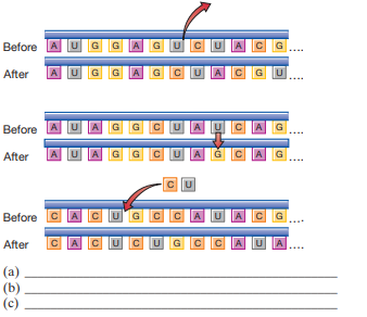 Name and describe the effects of the following mutations (read from left to right):   