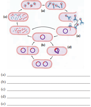 Identify processes (a) through (e) in the following diagram:   