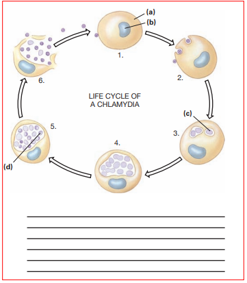 In the following diagram of the life cycle of Chlamydia tra chomatis, identify numbered stages 1-6 and parts (a)-(d).