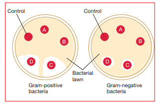 Explain how antimicrobial agents A through D in the fol lowing diagram compare in effectiveness against Gram-positive and Gram-negative bacteria. The control filter paper was soaked in sterile water.