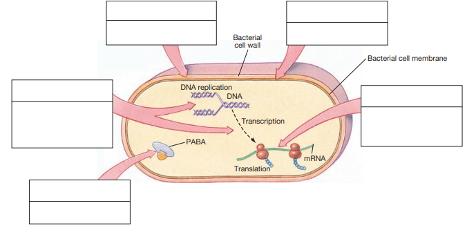 Indicate in the boxes the activity inhibited by the antibiotics and list some antibiotics which exhibit that activity.