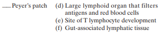 Match the following lymphoid organs and tissues with the appropriate description: