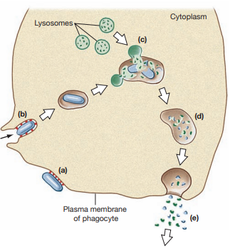 In the following diagram, identify the major steps in the  phagocytic process. Describe what happens in each step. (a) ---------------------------------- (b) ---------------------------------- (c) ---------------------------------- (d) ---------------------------------- (e) ----------------------------------   