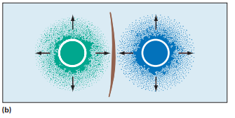 Diagram represents an immunodiffusion test in which only one antigen-antibody complex is present; in dia gram , two different antigen-antibody complexes are present.