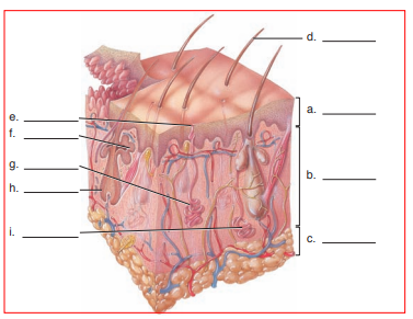 Identify the various parts of the skin in the illustration.   