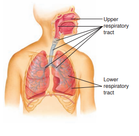Using the accompanying diagram, name six diseases each of the upper and lower respiratory systems. Indicate the specific part of the respiratory system each is likely to affect, identify the infectious agent, and describe each as bacterial, viral, fungal, or parasitic.