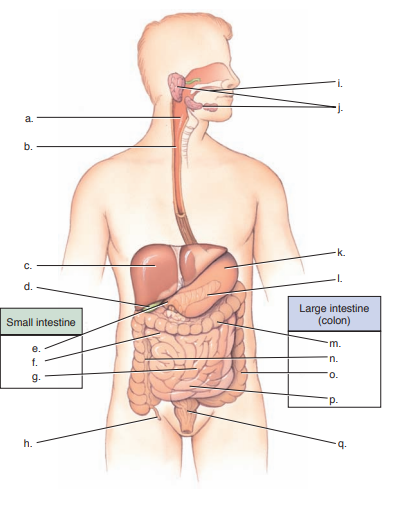 On a seprate piece of paper, identify the structures in the illustration that are part of the digestive system. Indicate what mechanisms may be present to prevent disease at each structure.    <div style=padding-top: 35px> 