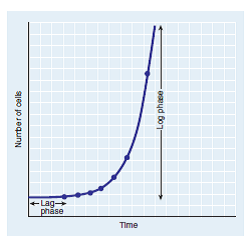 This figure shows a growth curve plotted on a non-logarithmic, or linear, scale. Compare this with figure 4.6. In both figures, the number of cells increases dramatically during the log or exponential phase. In this phase, the cell number increases more and more rapidly (this effect is more apparent in the accompanying figure). Why should the increase be speeding up?   (In Reference Figure 4.6)  <div style=padding-top: 35px> 