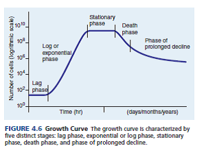 This figure shows a growth curve plotted on a non-logarithmic, or linear, scale. Compare this with figure 4.6. In both figures, the number of cells increases dramatically during the log or exponential phase. In this phase, the cell number increases more and more rapidly (this effect is more apparent in the accompanying figure). Why should the increase be speeding up? (In Reference Figure 4.6)