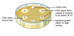 This diagram shows the filter paper method used to evaluate the inhibitory effect of chemical agents, heavy metals, and antibiotics on bacterial growth. A culture of a test bacterium is spread uniformly over the surface of an agar plate. Small filter paper discs containing the material to be tested are then placed on the surface of the medium. A disc that has been soaked in sterile distilled water is sometimes added as a control. After incubation, a lawn (film of growth) will cover the plate, but a clear zone will surround those discs that contain an inhibitory compound. The size of the zone reflects several factors, one of which is the effectiveness of the inhibitory agent. What are two other factors that might affect the size of the zone of inhibition? What is the purpose of the control disc? If a clear area were apparent around the control disc, how would you interpret the observation?  <div style=padding-top: 35px> 