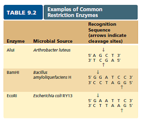A student wants to clone gene X. On both sides of the gene are the recognition sequences for AluI and BamHI (look at table 9.2). Which enzyme would be easier to use for the cloning experiment and why? (In Reference Table 9.2)
