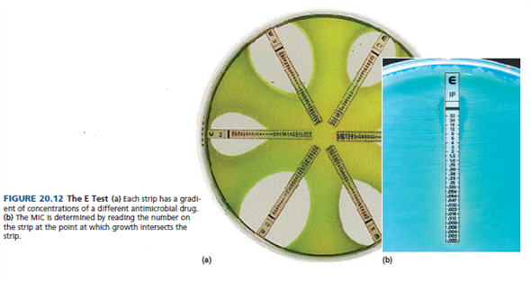 Figure 20.12 shows the E-test procedure for determining an MIC value. How would the zone of inhibition appear if the drug concentrations in the strip were decreased slightly? (In Reference Figure 20.12)