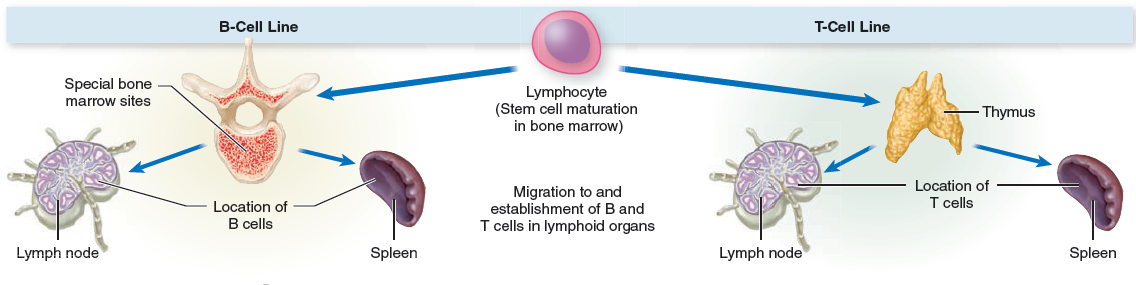 This question connects previous images to a new concept. As you learned in chapter 13, B and T cells originate in tissues outside of the lymphatic system. With this in mind, provide at least one example of how an abnormality in these areas (i.e., in the bone marrow or thymus) can lead to immune deficiency.
