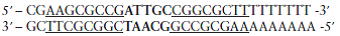 You are carrying out experiments to study transcription termination in an E coli gene. You sequence the 3-end of the gene and get the following results:    You then create mutant genes with this sequence changed to the following (top, or nontemplate strand, 53):    You put each of the mutant genes into an assay that measures termination and get the following results:    a. Draw the structure of the RNA molecule that results from transcription of the wild-type sequence above. b. Explain these experimental results as completely as possible.