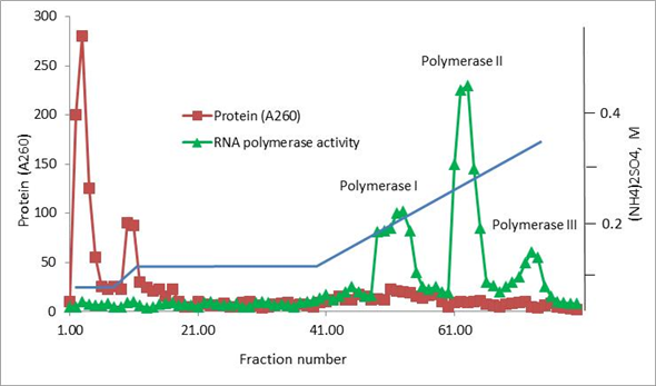 It was believed previously that in eukaryotic nuclei at least two RNA polymerases operate. One of these functions in transcribing major ribosomal genes and one or more function in transcribing the nuclear genes. Roeder and Rutter, in 1969 found out that there are three RNA polymerases. The three RNA polymerases have distinct roles in transcription and each of the enzyme makes different kinds of RNA. These three enzymes were separated by the scientists using DEAE-Sephadex ion-exchange chromatography. The separation on the chromatographic column was possible as the three polymerases exhibit different properties and behaviors. The responses of these enzymes differ for the ionic strength and divalent metals in the column. The separation was carried out by subjecting extracts from sea urchin embryos to DEAE-Sephadex ion-exchange chromatography. The diagram/separation graph from three RNA polymerases is as given below. Diagrammatic representation of the separation of three RNA polymerases by ion-exchange chromatography -   Thus, three RNA polymerases differ in their roles, properties and behaviors.
