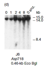 If the globin locus did have the same DNase-hypersensitive sites in J6 cells as in HEL cells, approximately what size fragments would have been detected in Figure 13.20d Which hypersensitive sites would not be detected Reference Figure 13.20d: