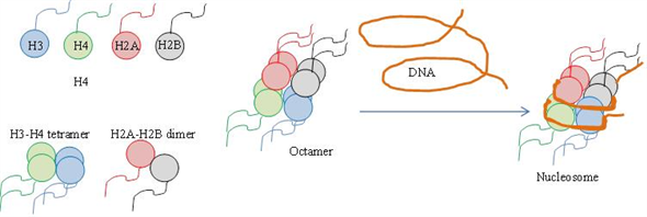 Histones are the proteins that are located in the nucleus of eukaryotic cells. There are five different kinds of histones - H1, H2A, H2B, H3 and H4. The four histone proteins out of these five - H2A, H2B, H3 and H4 together act as spools around which the DNA is wound. The DNA wound on to the core protein form the structure known as nucleosome. Based on the x-ray diffraction studies, scientist Baldwin deduced the structure of nucleosome. The core proteins (four histone proteins) form a ball and the DNA is wrapped on the outside. The location of DNA outside the spool minimizes the bending of DNA. The two H2A-H2B dimers are attached to the central core of (H3-H4)2 tetramer forming a ball of histone octane structure. The histone protein H1 is located on the outside Diagrammatic representation of nucleosome - (a) histones without DNA wrapped around and b. Histones with DNA -   Thus, nucleosome makes the long DNA compact and can fit it into the nucleus of the cell.