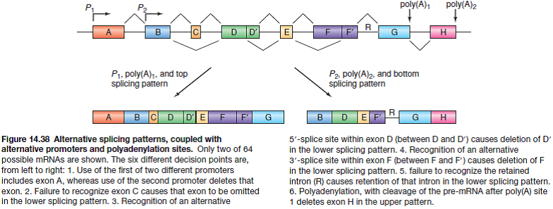 Consider the gene illustrated in Figure 14.38, but remove P 2 and poly(A) 1 , so there is only one promoter ( P 1 ) and one polyadenylation site [poly(A) 2 ]. How many different spliced mRNAs can now be produced by this gene Reference Figure 14.38:  