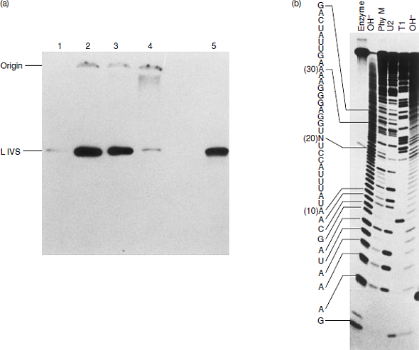 Consider the RNA sequencing results in Figure 14.42b. Knowing the cutting specificities of each enzyme, how do we know (a) that the band at the bottom in the first lane represents G (b) that the next band represents A (c) that the eighth band from the bottom represents C (d) that the 13th, 14th, and 15th bands from the bottom represent U's (Hint: PhyM cut inefficiently after U's in this experiment.) Figure 14.42 Addition of GMP to the 5'-end of the excised intron. (a) Radioactive GTP labels the intron during splicing. Cech and coworkers transcribed plasmid pIVS11 under nonsplicing conditions with no labeled nucleotides. They isolated this unlabeled 26S rRNA precursor and incubated it under splicing conditions in the presence of [a- 32 P]GTP. Then they chromatographed the products on Sephadex G-50, electrophoresed the column fractions, and autoradiographed the gel. Lanes 1-4 are successive fractions from the Sephadex column. Lane 5 is a linear intron marker. Lanes 2 and 3 contain the bulk of the linear intron, and it is labeled, indicating that it had incorporated a labeled guanine nucleotide. (b) Sequence of the labeled intron. Cech and coworkers used an enzymatic method to sequence the 5'-end of the RNA. They cut it with base (OH - ), which cuts after every nucleotide; RNase Phy M, which cuts after A and U; RNase U2, which cuts after A; and RNase T1, which cuts after G. Treatment of each RNA sample is indicated at top. The deduced sequence is given at left. Note the 5'-G at bottom.  