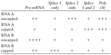 You are working in a research laboratory that studies the biochemisty of mRNA processing. You have developed an in vitro assay for both splicing and polyadenylation. You produce in vitro the following radioactive mRNA substrates (see table, next page) that either include a 5-cap or lack the 5-cap. You incubate these radioactive mRNA substrates with HeLa nuclear extract for 20 min at 308C and electrophorese the products on a high resolution gel. You then distinguish the splicing products based on their relative sizes in the gel. You count the amount of radioactivity found in the unprocessed mRNA (premRNA), the amount with intron 1 removed (splice 1), the amount with intron 2 removed (splice 2), both introns removed, and the amount of polyadenylated (poly A). You get the following results, where the number of pluses is related to the relative amount of radioactivity found in that band on the gel:    Propose a hypothesis that explains all these results.