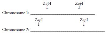 You are investigating the pot1 gene of a newly-discovered protozoan species. You fi nd that cells with a defective pot1 gene return to normal after 50 generations. Wildtype cells have only two chromosomes with the following restriction maps with respect to the restriction enzyme Zap I:    Propose a hypothesis to explain how the mutant cells returned to normal, and describe an experiment you would perform to test it. Show the results you would obtain if your hypothesis is correct.
