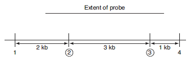 The following is a physical map of a region you are mapping by RFLP analysis.    The numbered vertical lines represent restriction sites recognized by Sma I. The circled sites (2 and 3) are polymorphic, the others are not. You cut the DNA with Sma I , electrophorese the fragments, blot them to a membrane, and probe with a DNA whose extent is shown at top. Give the sizes of fragments you will detect in individuals homozygous for the following haplotypes with respect to sites 2 and 3.  