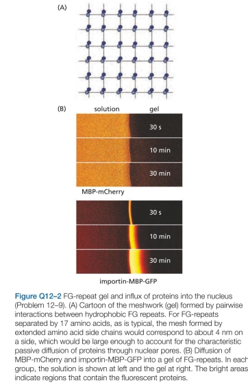 Which statements are true? explain why or why not. -The nuclear pore complex (NPC) creates a barrier to the free exchange of molecules between the nucleus and cytosol, but in a way that remains mysterious. In yeast, for example, the central pore of the NPC has a diameter of 35 nm and is 30 nm long, which is somewhat smaller than its vertebrate counterpart. Even so, it is large enough to accom- modate virtually all components of the cytosol. Yet the pore allows passive diffusion of molecules only up to about 40 kd; entry of anything larger requires help from a nuclear import receptor. Selective permeability is controlled by pro- tein components of the NPC that have unstructured, polar tails extending into the central pore. These tails are charac- terized by periodic repeats of the hydrophobic amino acids phenylalanine (F) and glycine (G). At high enough concentration (~50 mM), the FG-repeat domains of these proteins can form a gel, with a meshwork of interactions between the hydrophobic FG repeats (Figure Q12-2A). These gels allow passive diffu- sion of small molecules, but they prevent entry of larger proteins such as the fluorescent protein mCherry fused to maltose binding protein (MBP) (Figure Q12-2B). (The fusion to MBP makes mCherry too large to enter the nucleus by passive diffusion.) However, if the nuclear import receptor, importin, is fused to a similar protein, MBP-GFP, the importin-MBP-GFP fusion readily enters the gel (Figure Q12-2B).   a. FG-repeats only form gels in vitro at relatively high concentration (50 mM). Is this concentration reasonable for FG repeats in the NPC core? In yeast, there are about 5000 FG-repeats in each NPC. Given the dimensions of the yeast nuclear pore (35 nm diameter and 30 nm length), calculate the concentration of FG-repeats in the cylindri- cal volume of the pore. Is this concentration comparable to the one used in vitro? b. A second question is whether the diffusion of importin-MBP-GFP through the FG-repeat gel is fast enough to account for the efficient flow of materials between the nucleus and cytosol. From experiments of the type shown in Figure Q12-2B, the diffusion coefficient (D) of importin-MBP-GFP through the FG-repeat gel was determined to be about   The equation for diffu- sion is   where t is time and x is distance. Calcu- late the time it would take importin-MBP-GFP to diffuse through a yeast nuclear pore (30 nm) if the pore consisted of a gel of FG-repeats. Does this time seem fast enough for the needs of a eukaryotic cell?