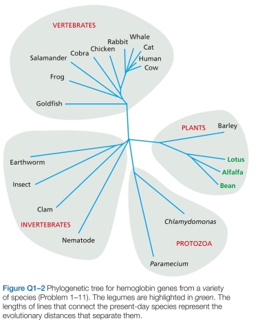 Discuss the following problems. -Transport by transporters can be either active or passive, whereas transport by channels is always passive. A. Does this tree support or refute the hypothesis that the plant hemoglobins arose by horizontal gene transfer? B. Supposing that the plant hemoglobin genes were originally derived from a parasitic nematode, for example, what would you expect the phylogenetic tree to look like?