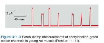 Discuss the following problems. -1 Acetylcholine-gated cation channels at the neu- romuscular junction open in response to acetylcholine released by the nerve terminal and allow   ions to enter the muscle cell, which causes membrane depolarization and ultimately leads to muscle contraction. a. Patch-clamp measurements show that young rat muscles have cation channels that respond to acetylcho- line (Figure Q11-4). How many kinds of channel are there? How can you tell? b. For each kind of channel, calculate the number of ions that enter in one millisecond. (One ampere is a cur- rent of one coulomb per second; one pA equals   ampere. An ion with a single charge such as   carries a charge of   coulomb.)  