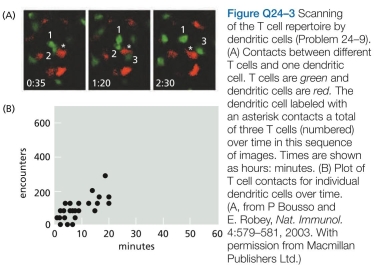 Which statements are true? explain why or why not. -Before exposure to a foreign antigen, T cells with receptors specific for the antigen are a tiny fraction of the T cells-on the order of 1 in 10? or 1 in 10? T cells. After expo- sure to the antigen, only a small number of dendritic cells typically display the antigen on their surface. How long does it take for such antigen-presenting dendritic cells to interact with the antigen-specific T cells, which is the key first step in T cell activation and clonal expansion? The dynamics of the search process were examined by labeling dendritic cells red and T cells green, so that contacts in an intact lymph node could be scored visually using two-pho- ton fluorescence microscopy (Figure Q24-3A). The fre- quency of contacts between dendritic cells and T cells from such experiments is given in Figure 24-3 b. Assuming that 100 dendritic cells present the specific antigen, how long would it take them to scan 10? T cells? How long for 10? T cells?