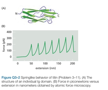 Titin, which has a molecular weight of about   is the largest polypeptide yet described. Titin molecules extend from muscle thick filaments to the Z disc; they are thought to act as springs to keep the thick filaments centered in the sarcomere. Titin is composed of a large number of repeated immunoglobulin (Ig) sequences of 89 amino acids, each of which is folded into a domain about 4 nm in length (Figure Q3-2A). You suspect that the springlike behavior of titin is caused by the sequential unfolding (and refolding) of indi- vidual Ig domains. You test this hypothesis using the atomic force microscope, which allows you to pick up one end of a protein molecule and pull with an accurately measured force. For a fragment of titin containing seven repeats of the Ig domain, this experiment gives the sawtooth force-ver- sus-extension curve shown in Figure Q3-2 b. If the experi- ment is repeated in a solution of 8 M urea (a protein dena- turant), the peaks disappear and the measured extension becomes much longer for a given force. If the experiment is repeated after the protein has been cross-linked by treat- ment with glutaraldehyde, once again the peaks disappear but the extension becomes much smaller for a given force.   a. Are the data consistent with your hypothesis that titin's springlike behavior is due to the sequential unfold- ing of individual Ig domains? Explain your reasoning. b. Is the extension for each putative domain-un- folding event the magnitude you would expect? (In an extended polypeptide chain, amino acids are spaced at intervals of 0.34 nm.)
