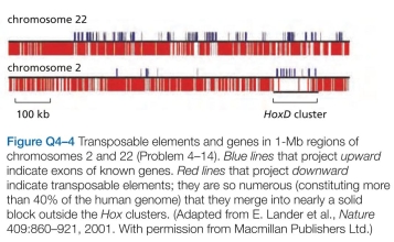 Which statements are true? explain why or why not. -Mobile pieces of DNA-transposable elements- that insert themselves into chromosomes and accumulate during evolution make up more than 40% of the human genome. Transposable elements of four types-long inter- spersed nuclear elements (LINEs), short interspersed nuclear elements (SINEs), long terminal repeat (LTR) retrotransposons, and DNA transposons-are inserted more-or-less randomly throughout the human genome. These elements are conspicuously rare at the four homeo- box gene clusters,   as illus- trated for   in Figure Q4-4, along with an equivalent region of chromosome 22, which lacks a   luster. Each Hox cluster is about 100 kb in length and contains 9 to 11 genes, whose differential expression along the anteropos- terior axis of the developing embryo establishes the basic body plan for humans (and for other animals). Why do you suppose that transposable elements are so rare in the Hox clusters?  